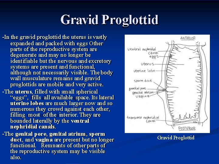 Gravid Proglottid -In the gravid proglottid the uterus is vastly expanded and packed with