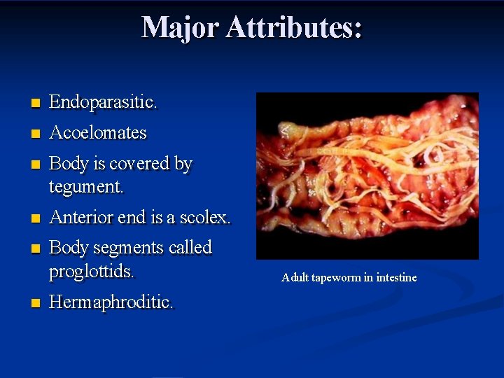 Major Attributes: Endoparasitic. Acoelomates Body is covered by tegument. Anterior end is a scolex.