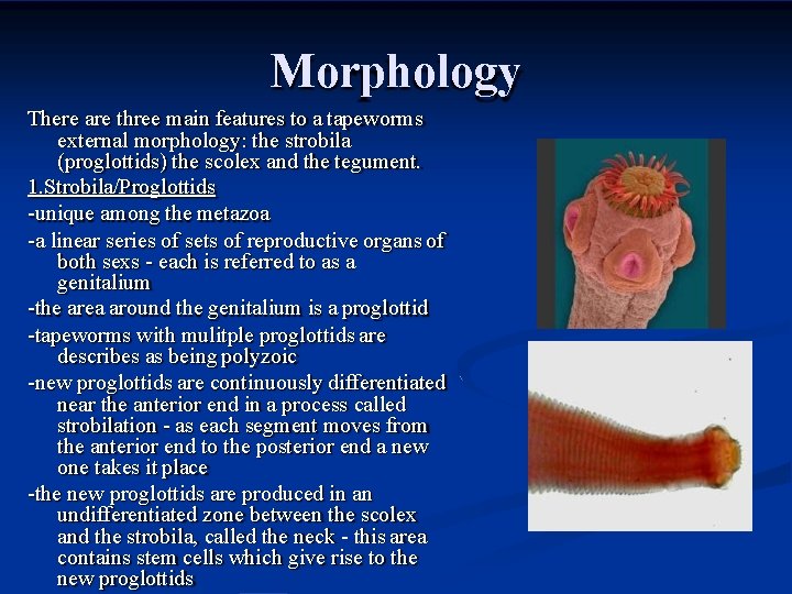 Morphology There are three main features to a tapeworms external morphology: the strobila (proglottids)