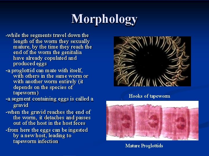 Morphology -while the segments travel down the length of the worm they sexually mature,