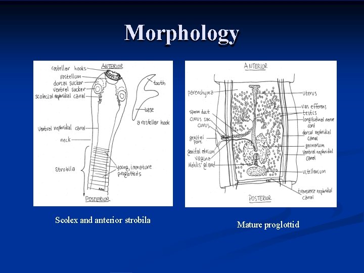 Morphology Scolex and anterior strobila Mature proglottid 