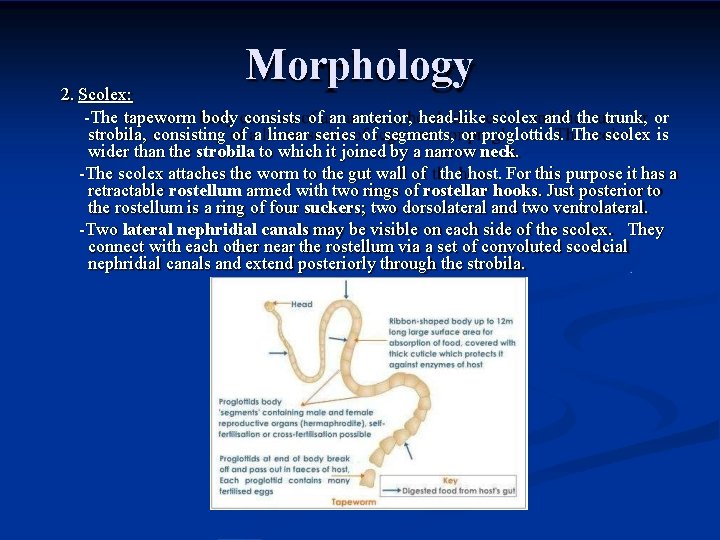 Morphology 2. Scolex: -The tapeworm body consists of an anterior, head-like scolex and the