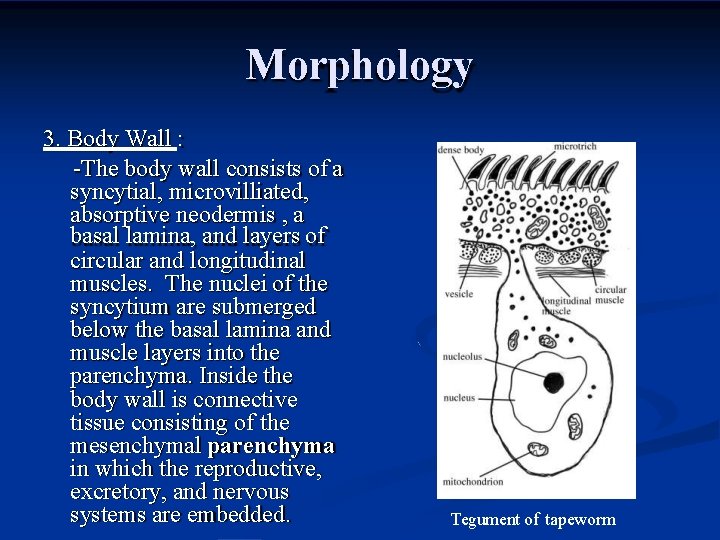 Morphology 3. Body Wall : -The body wall consists of a syncytial, microvilliated, absorptive