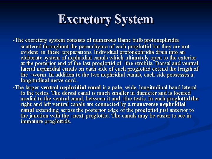 Excretory System -The excretory system consists of numerous flame bulb protonephridia scattered throughout the