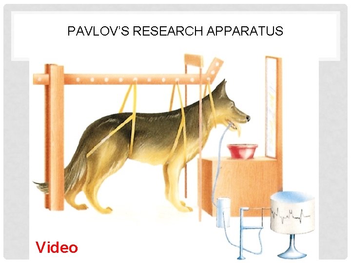 PAVLOV’S RESEARCH APPARATUS Video 