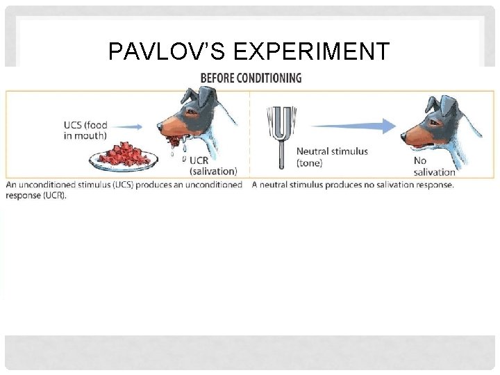 PAVLOV’S EXPERIMENT 