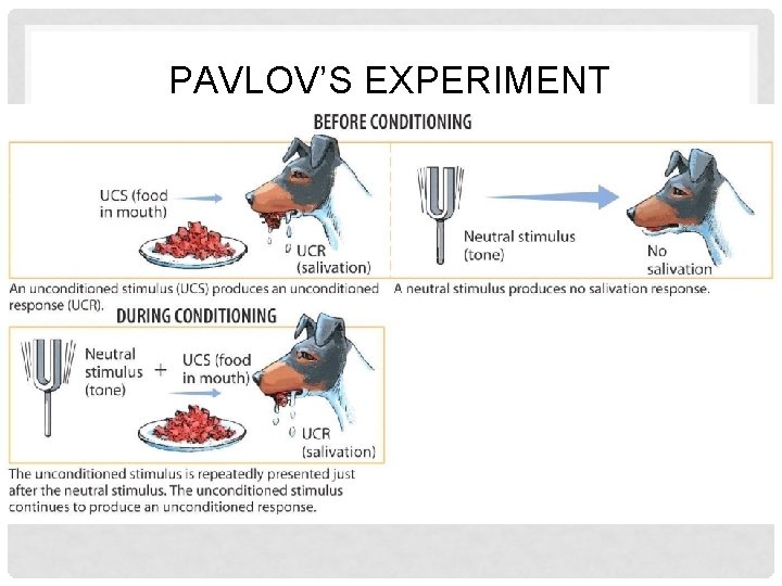 PAVLOV’S EXPERIMENT 