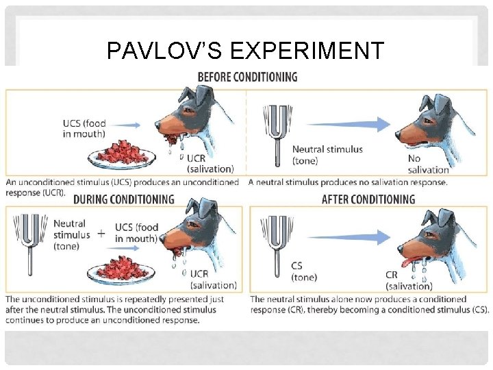 PAVLOV’S EXPERIMENT 