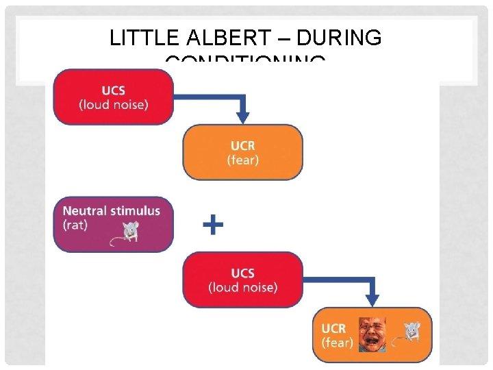 LITTLE ALBERT – DURING CONDITIONING 