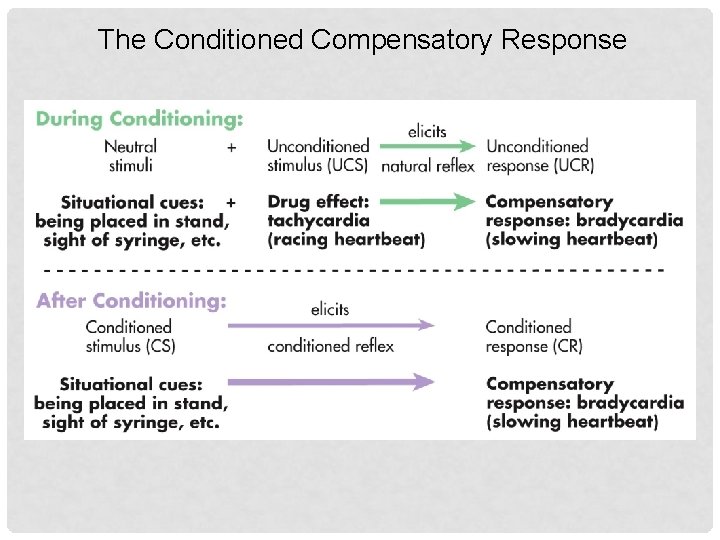 The Conditioned Compensatory Response 