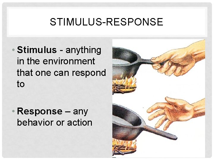 STIMULUS-RESPONSE • Stimulus - anything in the environment that one can respond to •