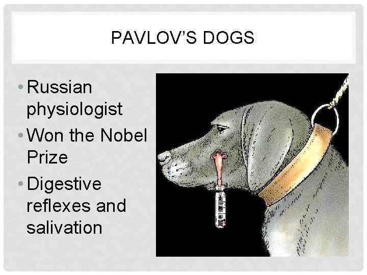 PAVLOV’S DOGS • Russian physiologist • Won the Nobel Prize • Digestive reflexes and