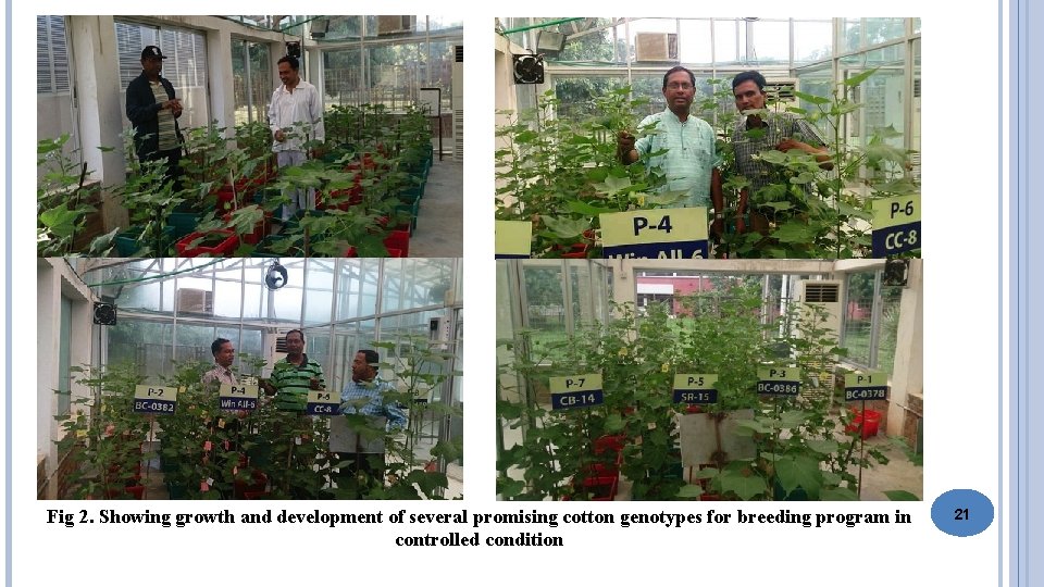Fig 2. Showing growth and development of several promising cotton genotypes for breeding program