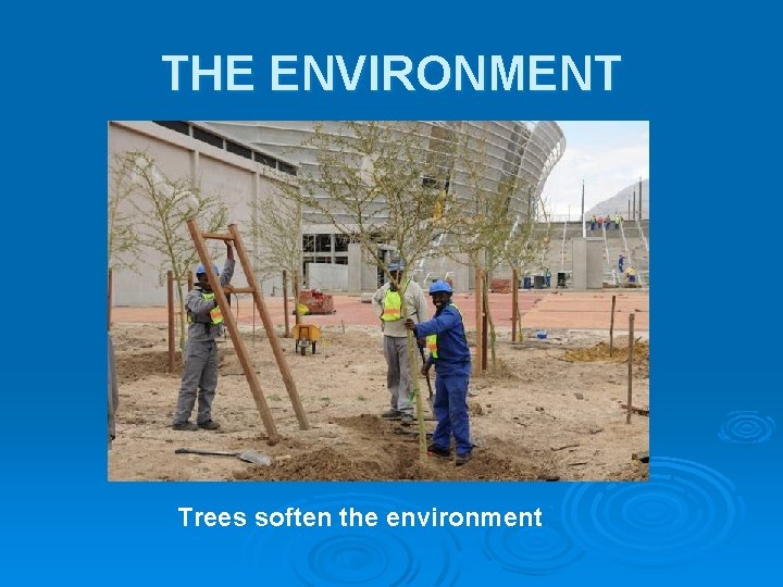 THE ENVIRONMENT Trees soften the environment THE ENVIRONMENT Trees soften the environment
