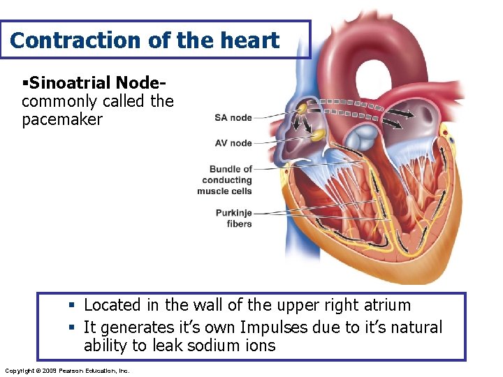 The Cardiovascular System The cardiovascular system is composed
