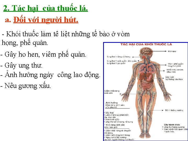 2. Tác hại của thuốc lá. a. Đối với người hút. - Khói thuốc