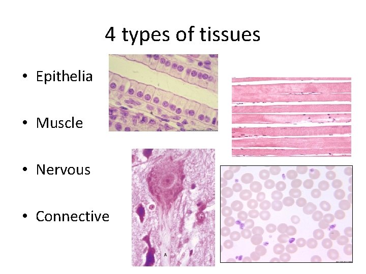 4 types of tissues • Epithelia • Muscle • Nervous • Connective 