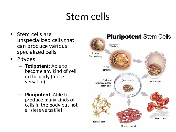 Stem cells • Stem cells are unspecialized cells that can produce various specialized cells