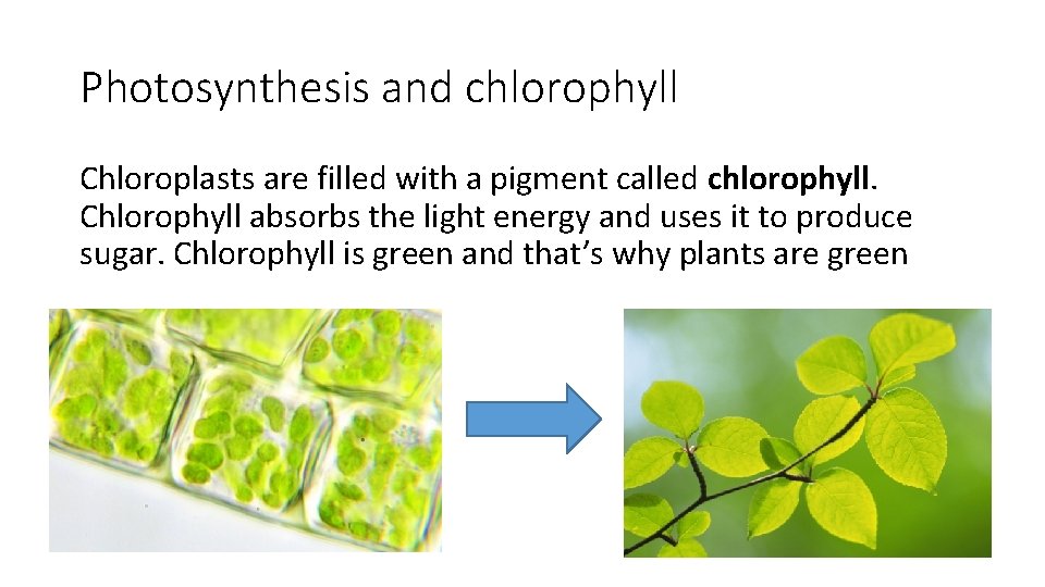 Photosynthesis and chlorophyll Chloroplasts are filled with a pigment called chlorophyll. Chlorophyll absorbs the