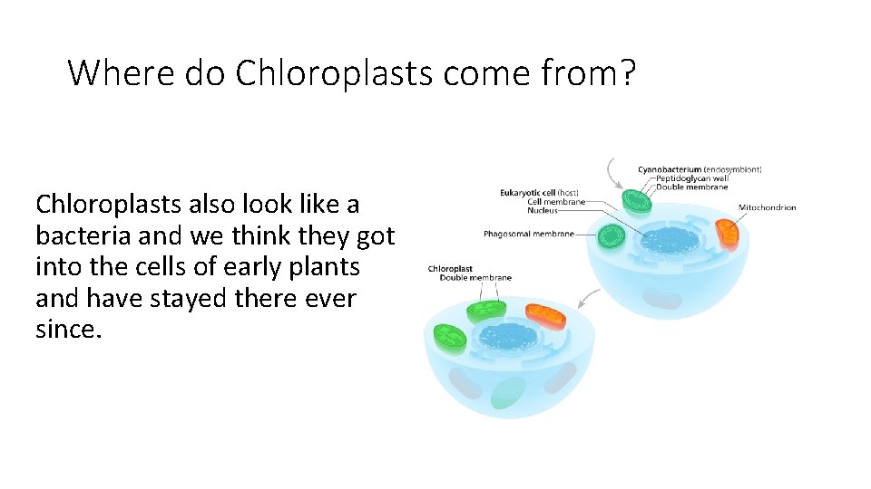 Where do Chloroplasts come from? Chloroplasts also look like a bacteria and we think