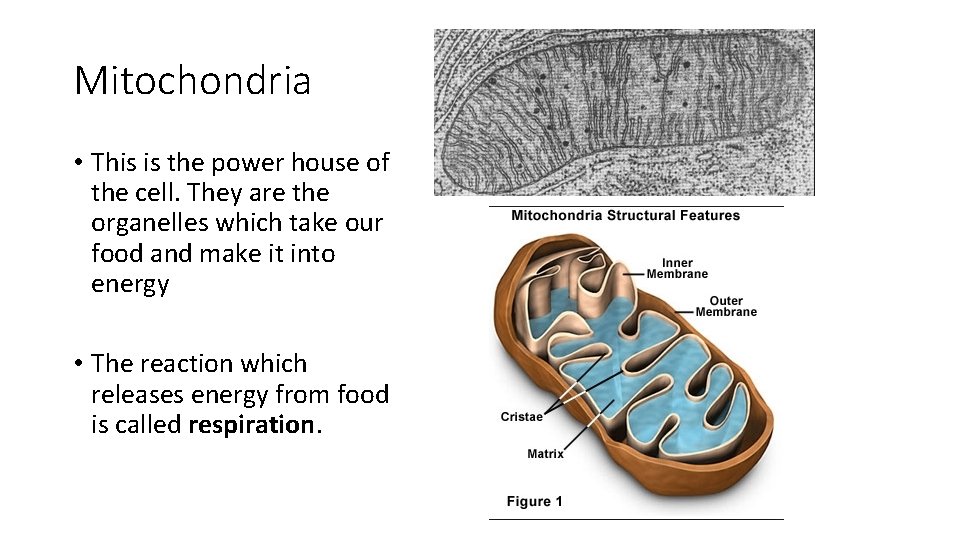 Mitochondria • This is the power house of the cell. They are the organelles
