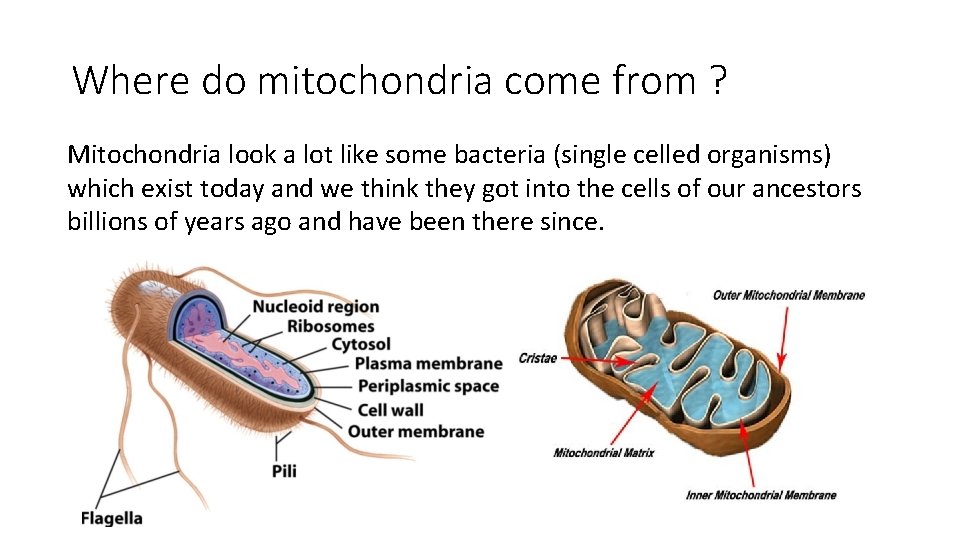 Where do mitochondria come from ? Mitochondria look a lot like some bacteria (single