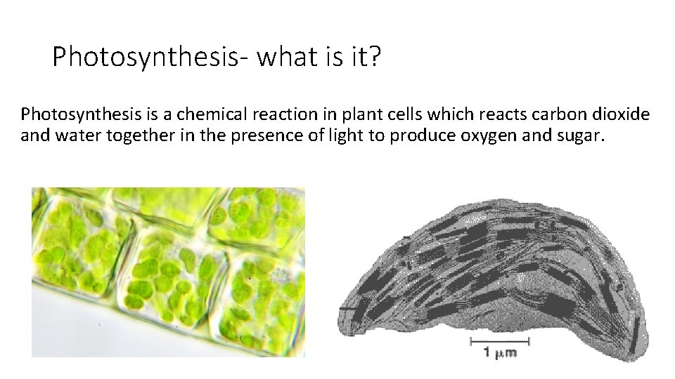 Photosynthesis- what is it? Photosynthesis is a chemical reaction in plant cells which reacts