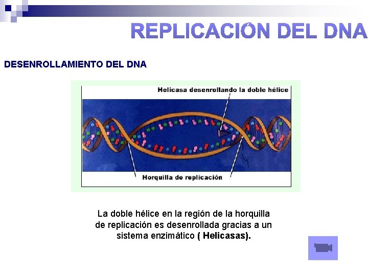 DESENROLLAMIENTO DEL DNA La doble hélice en la región de la horquilla de replicación