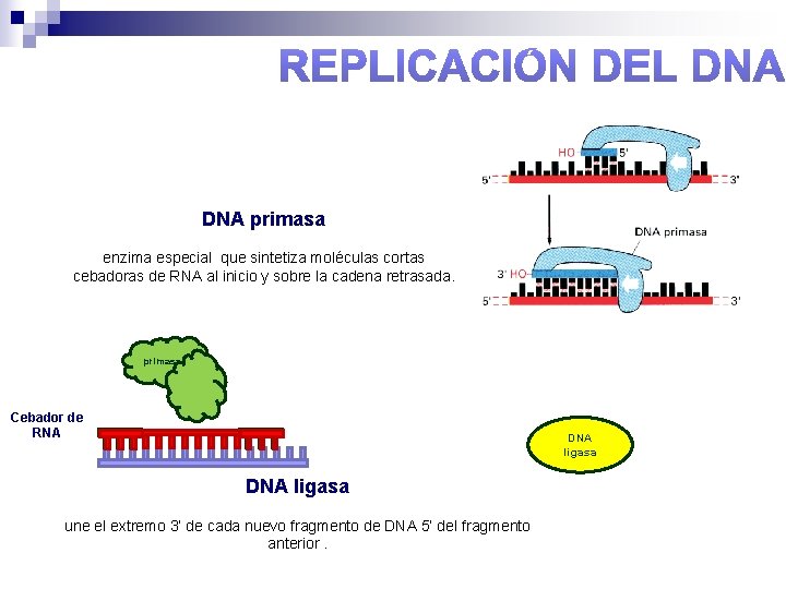 DNA primasa enzima especial que sintetiza moléculas cortas cebadoras de RNA al inicio y