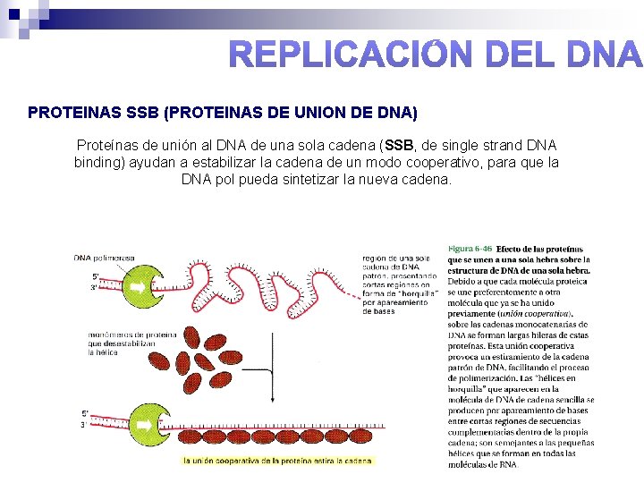 PROTEINAS SSB (PROTEINAS DE UNION DE DNA) Proteínas de unión al DNA de una