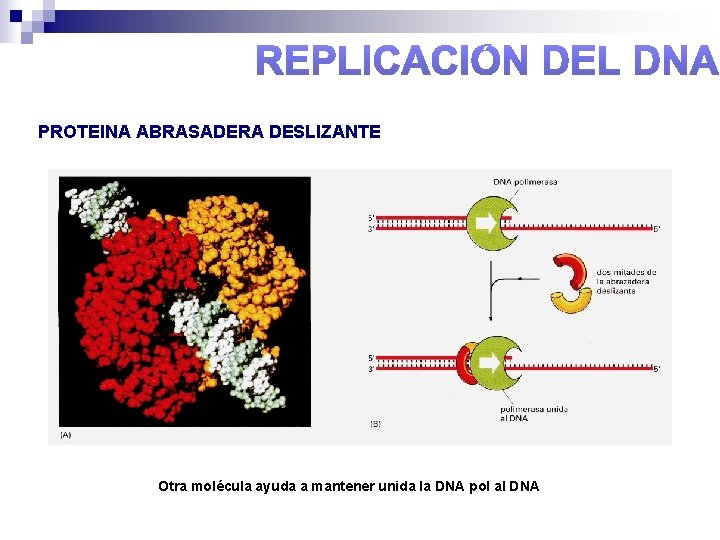 PROTEINA ABRASADERA DESLIZANTE Otra molécula ayuda a mantener unida la DNA pol al DNA