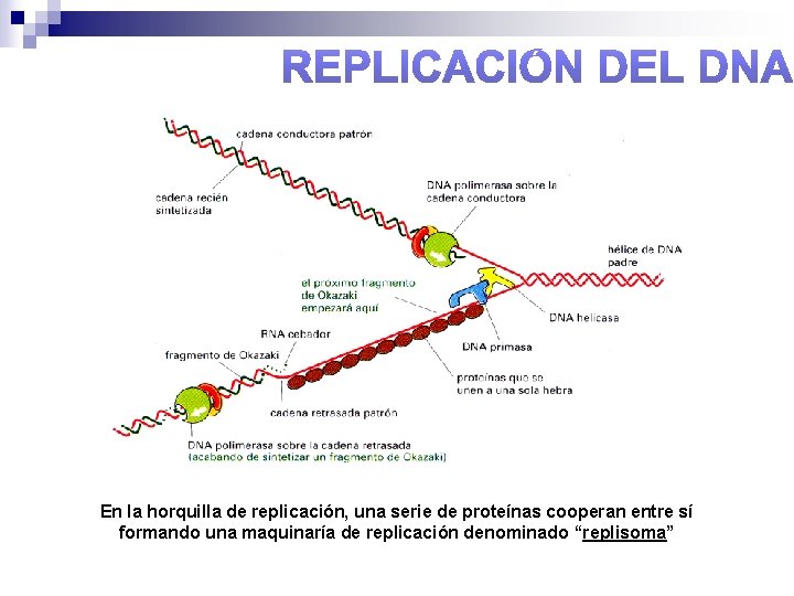 En la horquilla de replicación, una serie de proteínas cooperan entre sí formando una
