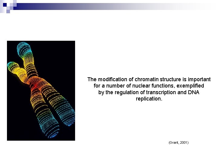 The modification of chromatin structure is important for a number of nuclear functions, exemplified