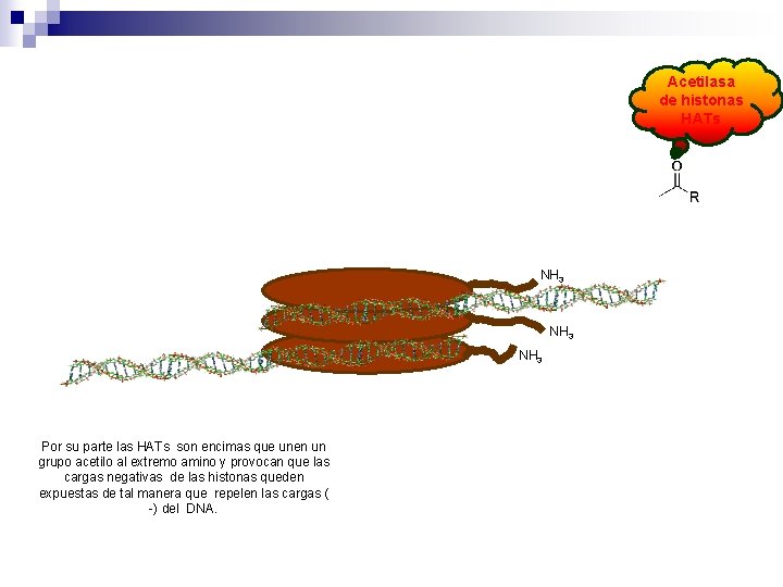 Acetilasa de histonas HATs NH 3 Por su parte las HATs son encimas que