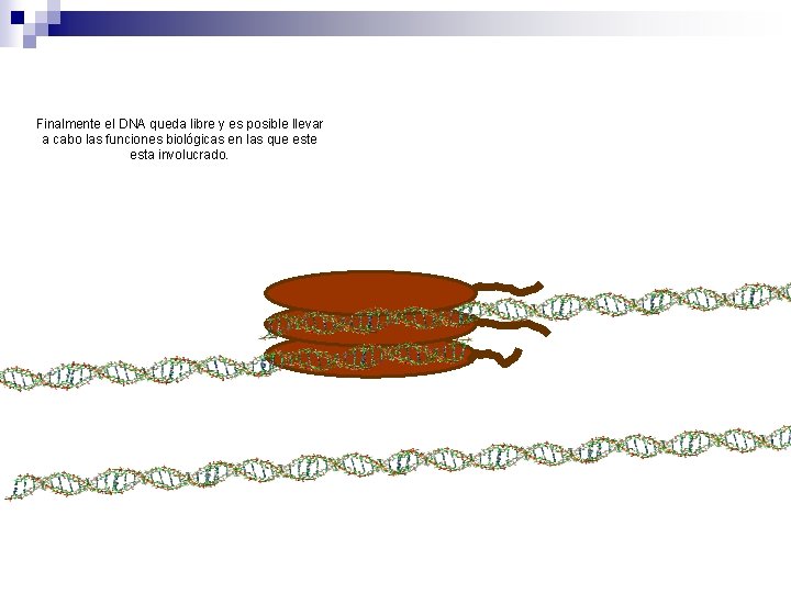 Finalmente el DNA queda libre y es posible llevar a cabo las funciones biológicas