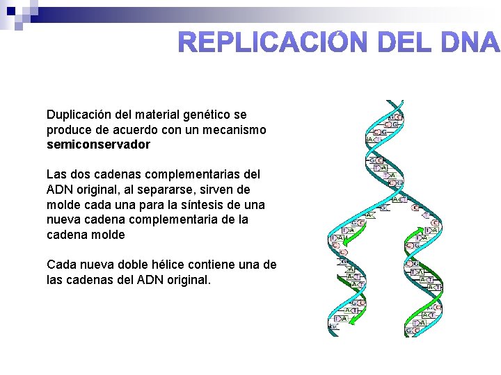 Duplicación del material genético se produce de acuerdo con un mecanismo semiconservador Las dos