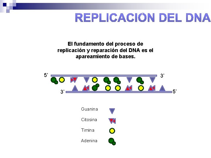 El fundamento del proceso de replicación y reparación del DNA es el apareamiento de