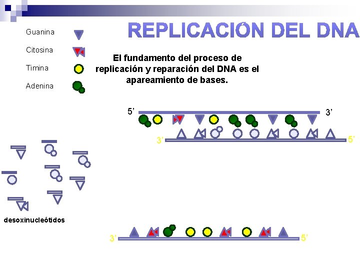 Guanina Citosina Timina Adenina El fundamento del proceso de replicación y reparación del DNA