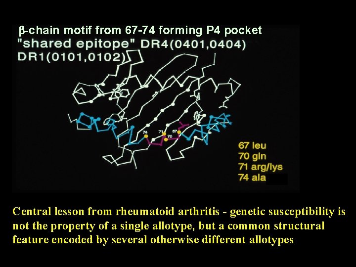 b-chain motif from 67 -74 forming P 4 pocket Central lesson from rheumatoid arthritis