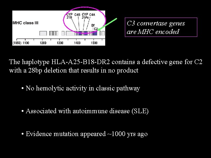 C 3 convertase genes are MHC encoded The haplotype HLA-A 25 -B 18 -DR