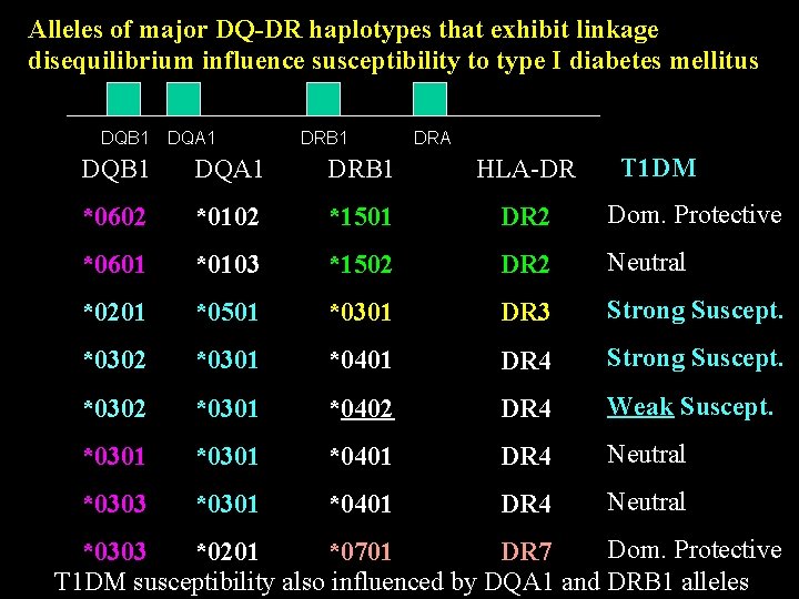 Alleles of major DQ-DR haplotypes that exhibit linkage disequilibrium influence susceptibility to type I