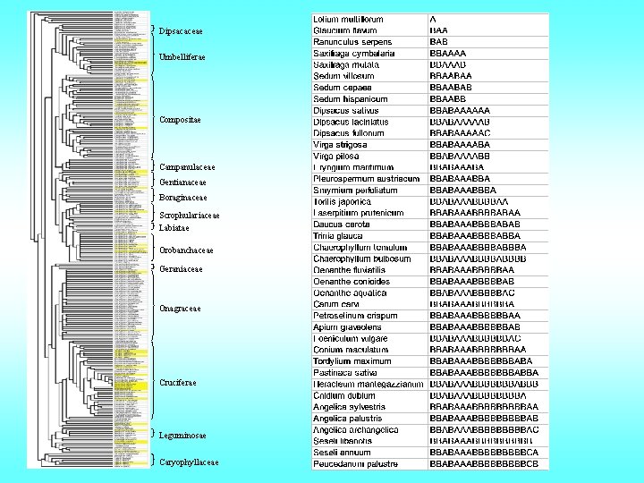 Dipsacaceae Umbelliferae Compositae Campanulaceae Gentianaceae Boraginaceae Scrophulariaceae Labiatae Orobanchaceae Geraniaceae Onagraceae Cruciferae Leguminosae Caryophyllaceae