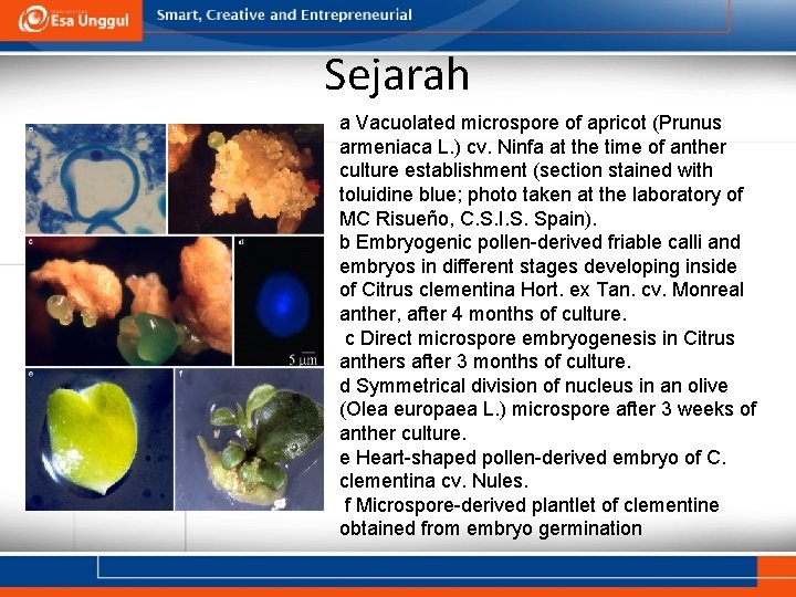 Sejarah a Vacuolated microspore of apricot (Prunus armeniaca L. ) cv. Ninfa at the