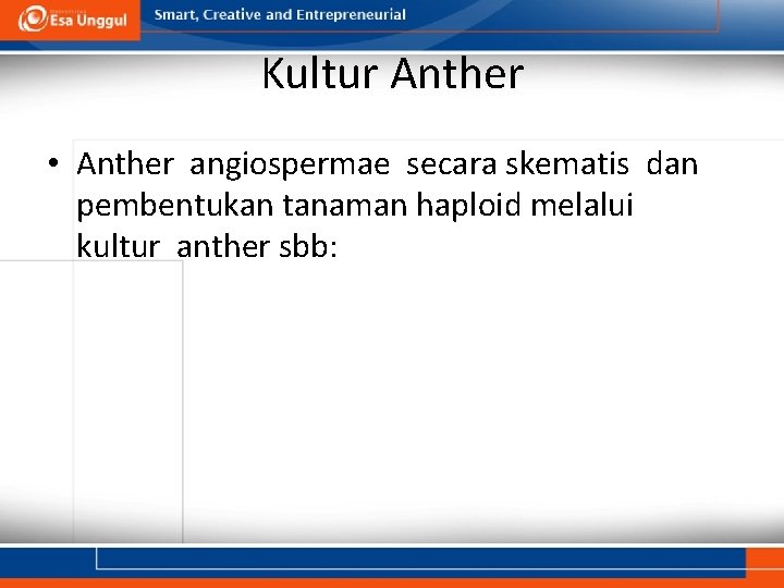 Kultur Anther • Anther angiospermae secara skematis dan pembentukan tanaman haploid melalui kultur anther