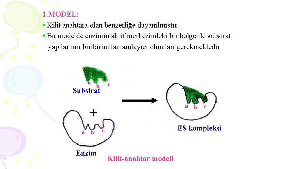 1. MODEL: § Kilit anahtara olan benzerliğe dayanılmıştır. § Bu modelde enzimin aktif merkezindeki