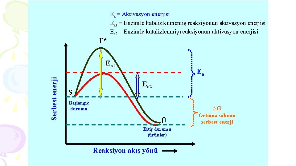 Ea = Aktivasyon enerjisi Ea 1 = Enzimle katalizlenmemiş reaksiyonun aktivasyon enerjisi Ea 2