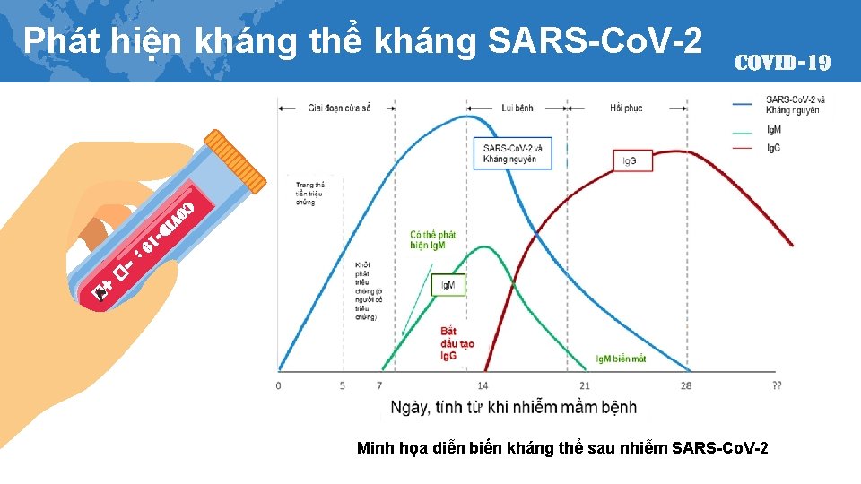 Phát hiện kháng thể kháng SARS-Co. V-2 Minh họa diễn biến kháng thể sau
