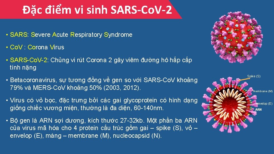 Đặc điểm vi sinh SARS-Co. V-2 • SARS: Severe Acute Respiratory Syndrome • Co.