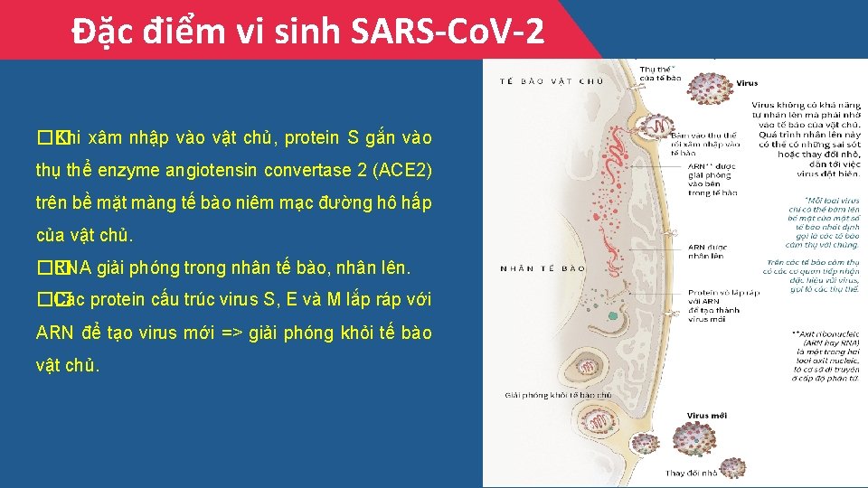 Đặc điểm vi sinh SARS-Co. V-2 �� Khi xâm nhập vào vật chủ, protein