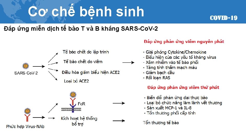 Cơ chế bệnh sinh Đáp ứng miễn dịch tế bào T và B kháng